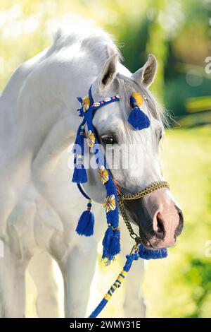 Arabe de race pure. L'étalon gris Jhrm Tigirs Ibn-Shakkarr de Stud Tabriz Arabians avec haltère de spectacle. Afrique du Sud Banque D'Images