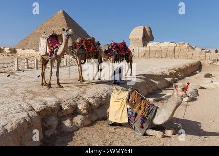Egypte, le Caire, Guizeh, Memphis et sa nécropole, les champs pyramidaux de Gizeh à Dahchour inscrits au patrimoine mondial de l'UNESCO, les chameaux avant la pyramide de Khéops et le Sphinx Banque D'Images