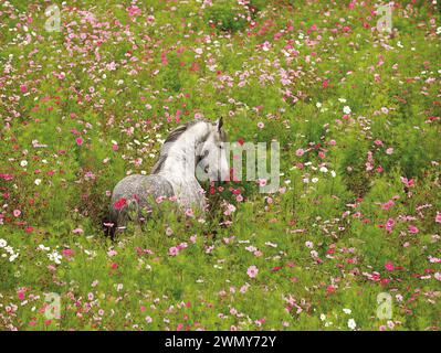 Percheron. Étalon debout dans des fleurs d'aster mexicain. France Banque D'Images