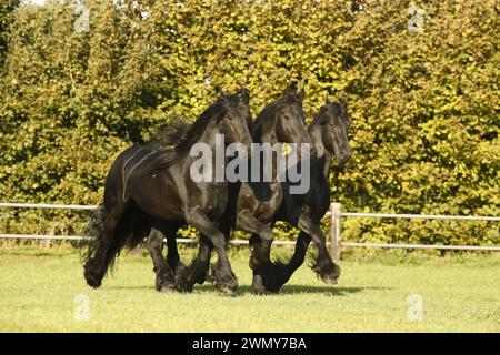 Cheval frison. Trois étalons juvéniles trottant dans un pâturage. Allemagne Banque D'Images