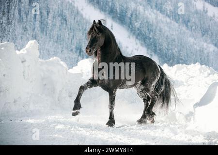 Cheval frison. Étalon trottant dans la neige. Autriche Banque D'Images