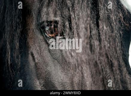 Cheval frison. Gros plan de l'œil. Pays-Bas Banque D'Images