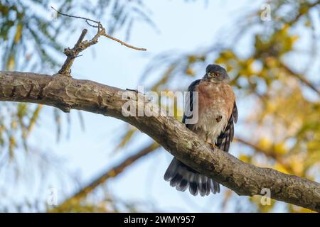 Inde, Uttarakhand, Parc national Jim Corbett, , Shikra sparrowhawk (Accipiter badius ), perché sur une branche Banque D'Images