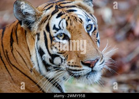 Inde, État du Maharashtra, district de Chandrapur, le plus ancien et le plus grand parc national du Maharashtra, réserve de tigres Tadoba Andhari, parc national Tadoba, tigre du Bengale (Panthera tigris), couché Banque D'Images