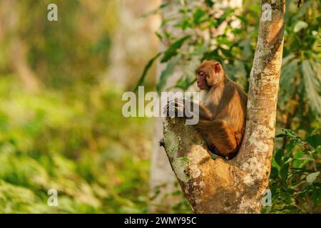 Inde, Uttarakhand, parc national Jim Corbett, macaque rhésus (Macaca mulatta), femelle dans un arbre. Banque D'Images