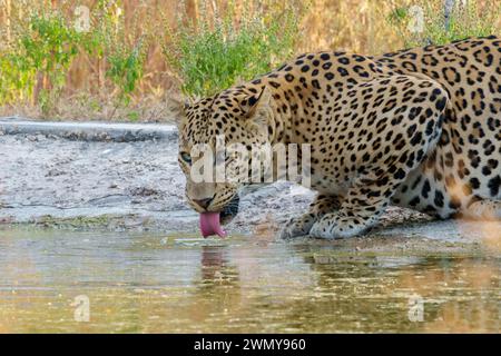 Inde, État du Maharashtra, district de Chandrapur, parc national le plus ancien et le plus grand du Maharashtra, réserve de tigres Tadoba Andhari, parc national Tadoba, léopard indien (Panthera pardus fusca) buvant dans un trou d'eau artificiel Banque D'Images