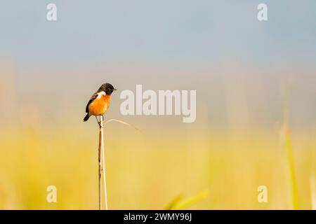 Inde, Uttarakhand, parc national Jim Corbett, chat de brousse à gorge blanche ou chat de brousse de Hodgson (Saxicola insignis), mâle adulte perché sur de l'herbe sèche Banque D'Images