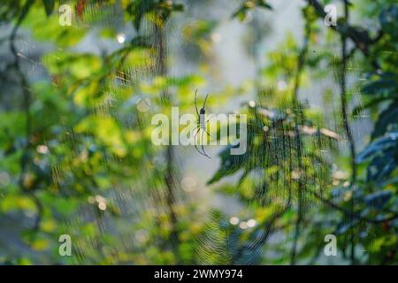 Inde, État du Maharashtra, district de Chandrapur, le plus ancien et le plus grand parc national du Maharashtra, réserve de tigres Tadoba Andhari, parc national de Tadoba, araignée au milieu de sa toile, dans la forêt Banque D'Images