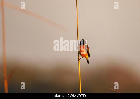 Inde, Uttarakhand, parc national Jim Corbett, chat de brousse à gorge blanche ou chat de brousse de Hodgson (Saxicola insignis), mâle adulte perché sur de l'herbe sèche Banque D'Images