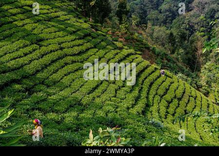 Népal, Nayabazar, municipalité rurale de Maijogmai à Ilam, forêt et plantation de thé, sur les pentes de l'Himalaya, destruction de la forêt, une femme récolte des feuilles de thé Banque D'Images