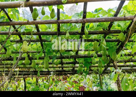 Népal, Nayabazar, commune rurale de Maijogmai à Ilam, culture de cristophines, aussi appelées chayote ou chouchout (chéri à la Réunion), (Sechium edule), fruits suspendus Banque D'Images