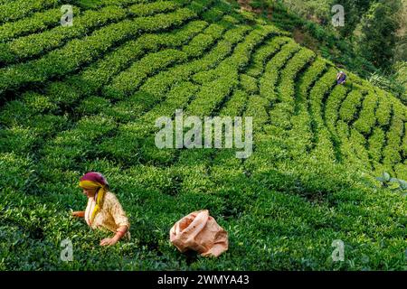 Népal, Nayabazar, municipalité rurale de Maijogmai à Ilam, forêt et plantation de thé, sur les pentes de l'Himalaya, destruction de la forêt, une femme récolte des feuilles de thé Banque D'Images