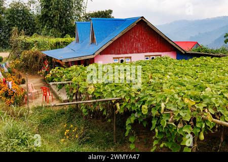 Népal, Nayabazar, commune rurale de Maijogmai à Ilam, culture de cristophines, aussi appelées chayote ou chouchout (chéri à la Réunion), (Sechium edule), fruits suspendus Banque D'Images