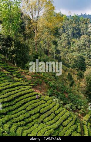 Népal, Nayabazar, municipalité rurale de Maijogmai à Ilam, forêt et plantation de thé, sur les pentes de l'Himalaya, destruction de la forêt, une femme récolte des feuilles de thé Banque D'Images