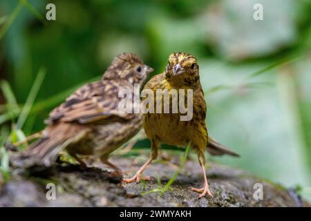 France, Ille et Vilaine, guirlande jaune (Emberiza citrinella), perchée sur un moignon dans un sous-bois, une femelle adulte nourrit un petit Banque D'Images