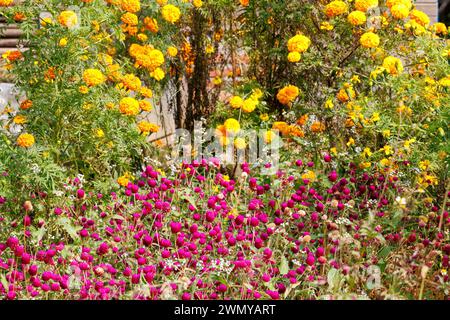 Népal, Nayabazar, municipalité rurale de Maijogmai à Ilam, culture de fleurs décoratives (souci et autres) en préparation du festival Tihar ou Deepawali, également appelé festival Divali, fête des lumières Banque D'Images