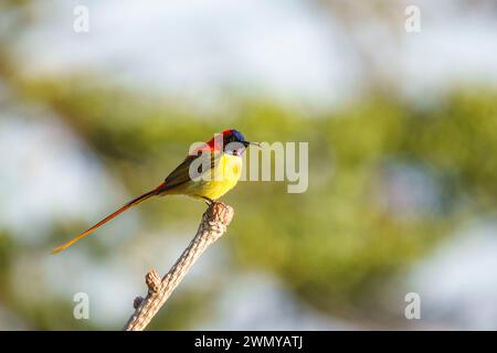 Népal, Himalaya, Parc National de Singalila, Sunbird à queue de feu ou Sunbird à queue de feu (Aethopyga ignicauda), mâle perché sur un buisson Banque D'Images