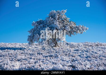 France, Loire (42), massif du Pilat, Parc naturel régional du Pilat, la Jasserie, randonnée Crêt de la chèvre, arbre gelé Banque D'Images