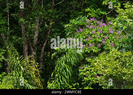 France, Guyane, mission de collecte de venin du laboratoire Venometech, marais de Kaw Banque D'Images