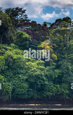 France, Guyane, mission de collecte de venin du laboratoire Venometech, petit saut Banque D'Images