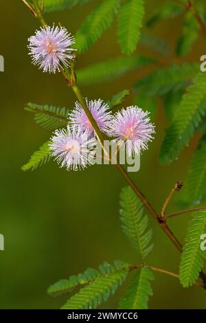 France, Guyane, mission de collecte de venin du laboratoire Venometech, Mimosa pudica Banque D'Images