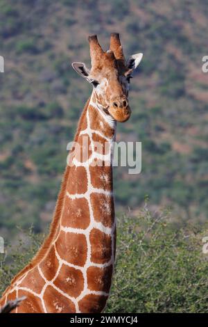 Kenya, comté de Laïkipia, savane arbustive sèche, girafe réticulée (Giraffa reticulata), se déplaçant dans la savane Banque D'Images