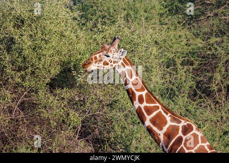 Kenya, comté de Laïkipia, savane arbustive sèche, girafe réticulée (Giraffa reticulata), se déplaçant dans la savane Banque D'Images