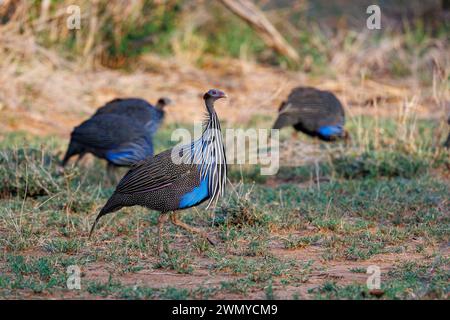 Kenya, comté de Laïkipia, savane arbustive sèche, pintade vulturine (Acryllium vulturinum), groupe dans la savane Banque D'Images