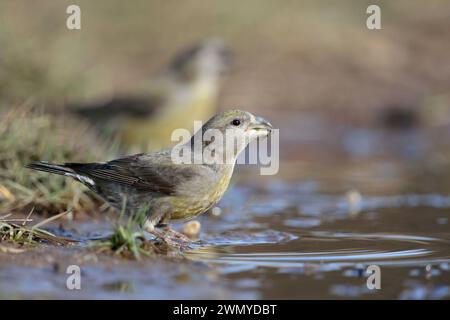Bec croisé de perroquet / bec croisé ( Loxia pytyopsittacus ) boire dans une flaque d'eau, faune, Europe. Banque D'Images