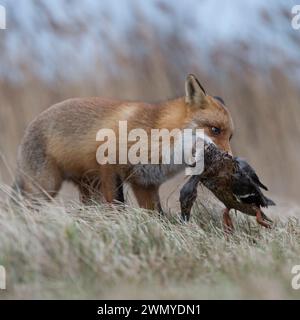 Renard rouge ( Vulpes vulpes ) chassant, avec des proies dans son museau, a attrapé un canard avec ses mâchoires, la faune, l'Europe. Banque D'Images