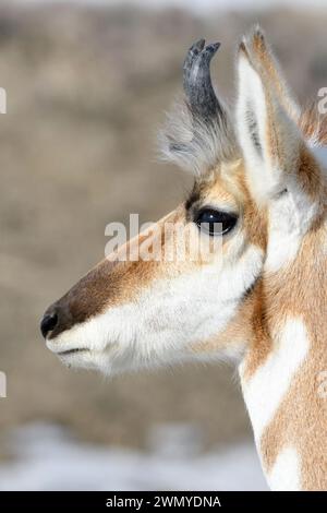 Pronghorn Antelope ( Antilocapra americana ) en hiver, mâle, gros plan d'un buck, plan détaillé, Yellowstone NP, USA. Banque D'Images