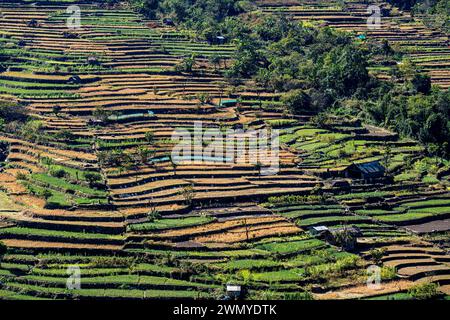 Inde, Nagaland, village tribal naga de Khonoma, rizières en jaune et champs d'ail en vert Banque D'Images