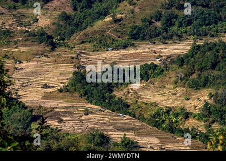 Inde, Nagaland, village tribal naga de Khonoma, rizières en jaune et champs d'ail en vert Banque D'Images