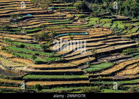 Inde, Nagaland, village tribal naga de Khonoma, rizières en jaune et champs d'ail en vert Banque D'Images