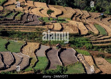 Inde, Nagaland, village tribal naga de Khonoma, rizières en jaune et champs d'ail en vert Banque D'Images