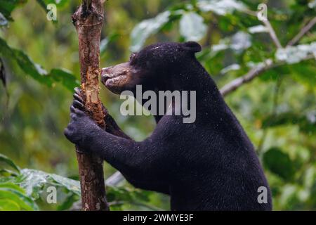 Malaisie, Bornéo, Sabah, Sepilok Rehabilitation Center, Rescue and Rehabilitation Center, Bornéo Malay Bear Center, Bornean Sun Bear (Helarctos malayanus) Banque D'Images