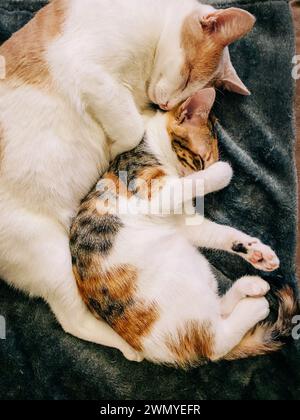 Deux adorables chats embrassés dans un câlin, dormant paisiblement sur une couverture sombre et pelucheuse Banque D'Images