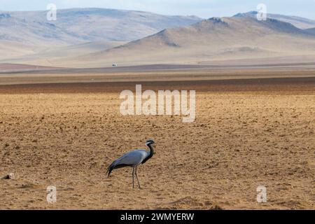 Mongolie, partie centrale, steppe transformée en cultures, steppe, grue Demoiselle ou Demoiselle numidienne (Grus virgo), nichant dans des parties non labourées Banque D'Images