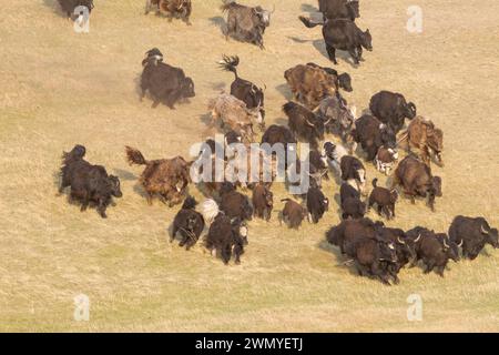 Mongolie, Mongolie, Parc national de Hustai, troupeau de yaks domestiqués (Bos grunniens), surveillé par un garde aprc à moto. Il les pousse hors du parc national. Banque D'Images