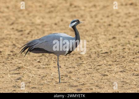 Mongolie, partie centrale, steppe transformée en cultures, steppe, grue Demoiselle ou Demoiselle numidienne (Grus virgo), nichant dans des parties non labourées Banque D'Images