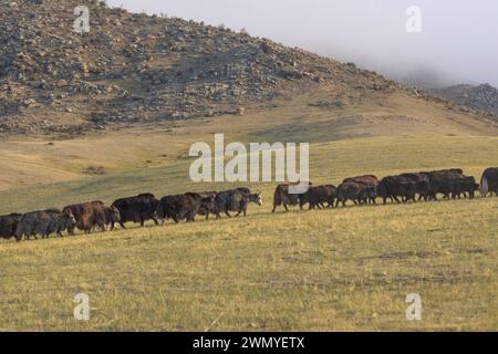 Mongolie, Mongolie, Parc national de Hustai, troupeau de yaks domestiqués (Bos grunniens), surveillé par un garde aprc à moto. Il les pousse hors du parc national. Banque D'Images