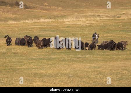 Mongolie, Mongolie, Parc national de Hustai, troupeau de yaks domestiqués (Bos grunniens), surveillé par un garde aprc à moto. Il les pousse hors du parc national. Banque D'Images