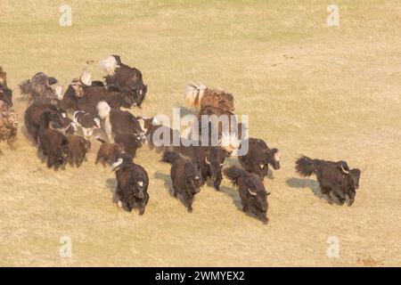 Mongolie, Mongolie, Parc national de Hustai, troupeau de yaks domestiqués (Bos grunniens), surveillé par un garde aprc à moto. Il les pousse hors du parc national. Banque D'Images