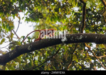 Sud-est Nord Bornéo, Malaisie, Sabah, Deramakot Forest Reserve qui est une réserve naturelle dans Sandakan, singe à feuilles rouges ou langur marron, singe à feuilles marron, (Presbytis rubicunda) , courant dans les arbres de la forêt primaire Banque D'Images