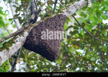 Sud-est de Bornéo Nord, Malaisie, Sabah, réserve forestière de Deramakot qui est une réserve naturelle à Sandakan, colonie d'abeilles géantes indonésiennes et malaisiennes (Apis dorsata binghami), colonie souvent installée suspendue sous des branches de Koompassia excelsa, également appelée Tualang ou Silverbark Tualang ou Honey Tree. Colonie d'abeilles géantes {Apis Dorsata} Banque D'Images
