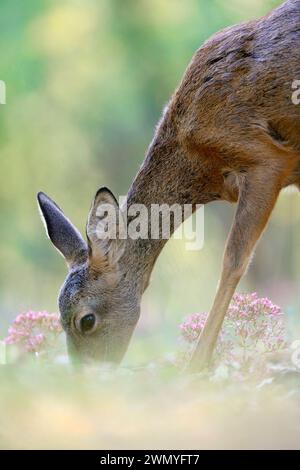 Un chevreuil pâturant doucement sur des fleurs sauvages roses dans une forêt verdoyante, mettant en valeur la coexistence tranquille de la faune et de la flore Banque D'Images