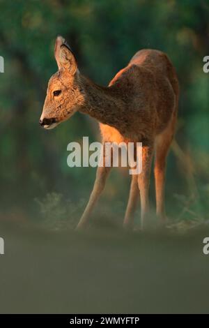 Un chevreuil dans la lumière dorée du crépuscule, gracieusement debout dans la forêt avec un fond de feuillage vert Banque D'Images