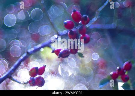 Gros plan des hanches roses avec des gouttes de rosée et un effet bokeh étincelant en arrière-plan Banque D'Images