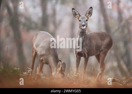 Un chevreuil mâle adulte se tient vigilant au premier plan avec une forêt douce et diffuse en toile de fond. Banque D'Images