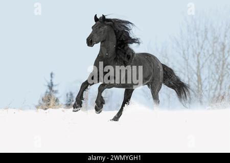 Cheval frison. Jument noire galopant dans la neige. Allemagne Banque D'Images